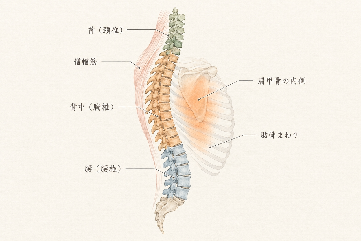 交通事故後の背中の痛みが起こりやすい胸椎周囲・肩甲骨の内側・肋骨まわりを示した図解